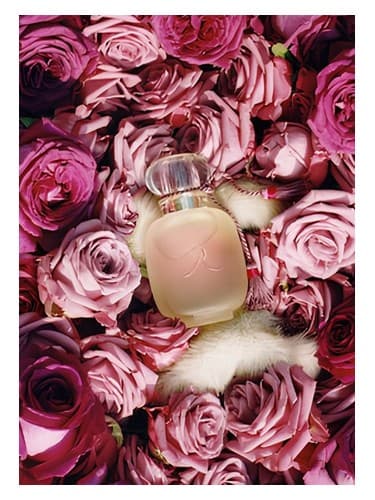 Une Folie De Rose